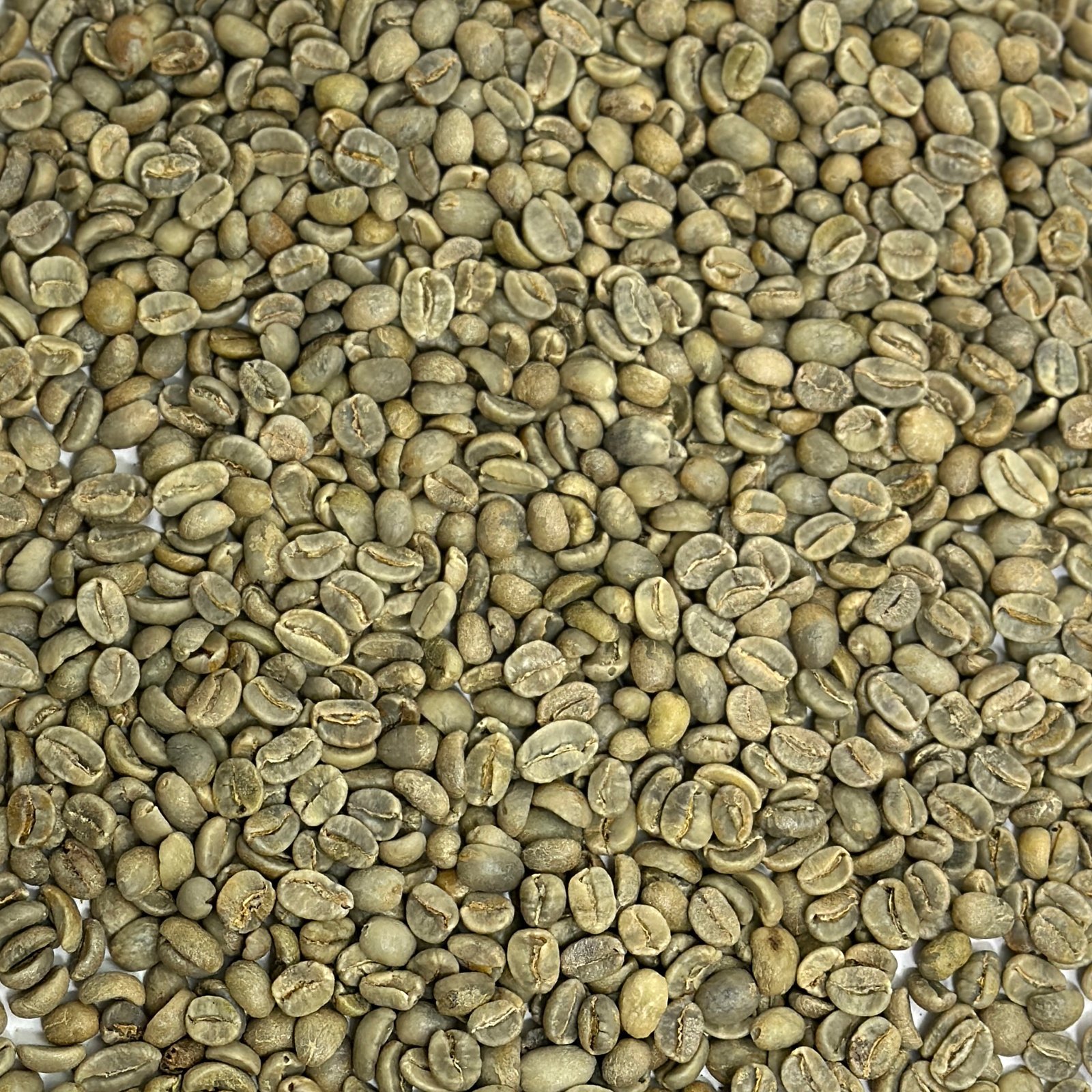 Mexico Organic Mocabe HG Chiapas Mexico: Organic Mocabe HG, Chiapas